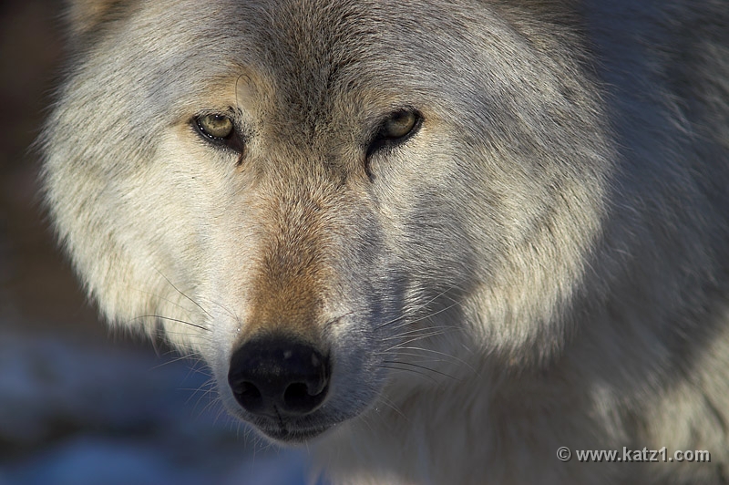 Arctic Wolf 053